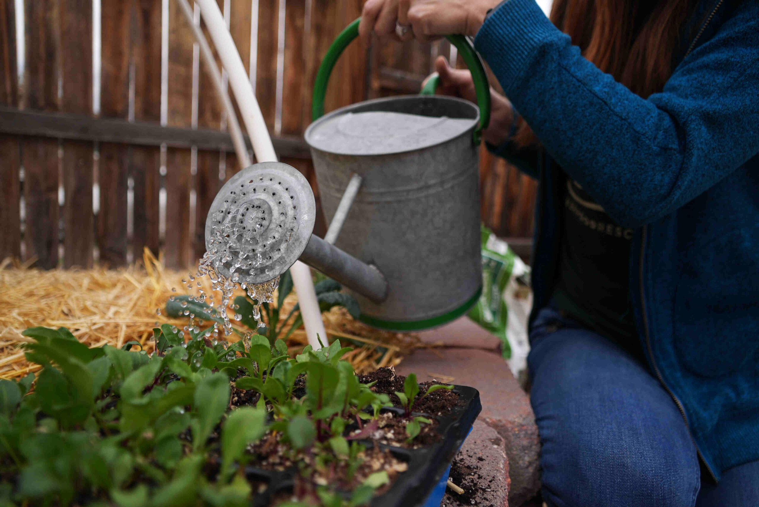 Here's how to grow your own food with less water | News, Sports